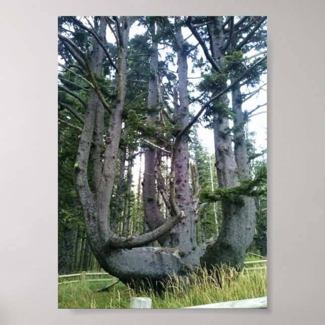 Poster Octopus Tree, Cape Meares, Oregon (Frente)