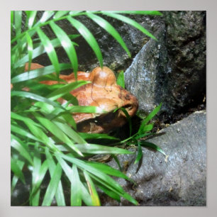 Póster Ocultar Sapo