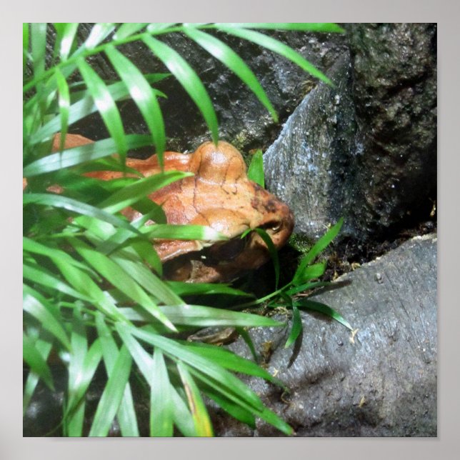 Póster Ocultar Sapo (Frente)