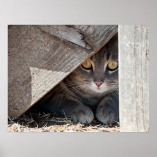 Póster Ocultar um Gatinho