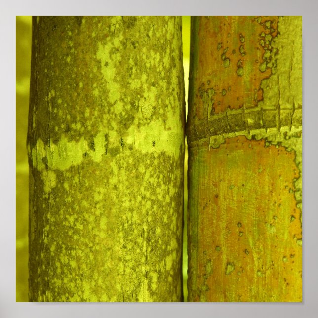 Póster Ode para Bamboo (Frente)