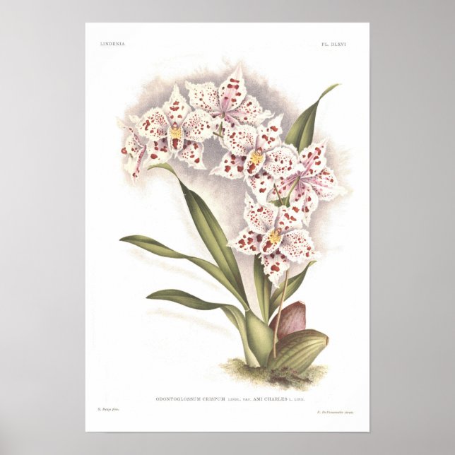 Poster Odontoglossum crispum (Frente)