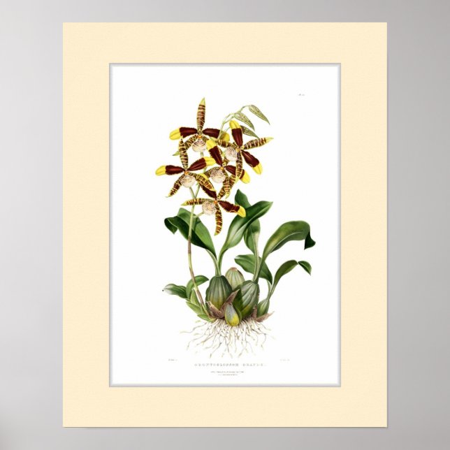 Póster Odontoglossum grande, fronteira personalizada (Frente)