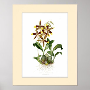 Póster Odontoglossum grandioso, beira feita sob encomenda