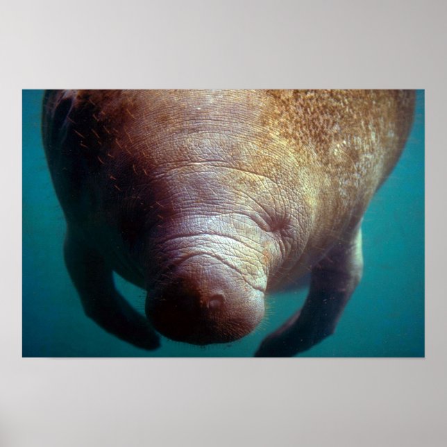 Poster Oeste indiano (Flórida) Manatee-underwater (Frente)
