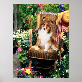 Poster Ofertas de arte Shetland Sheepdog
