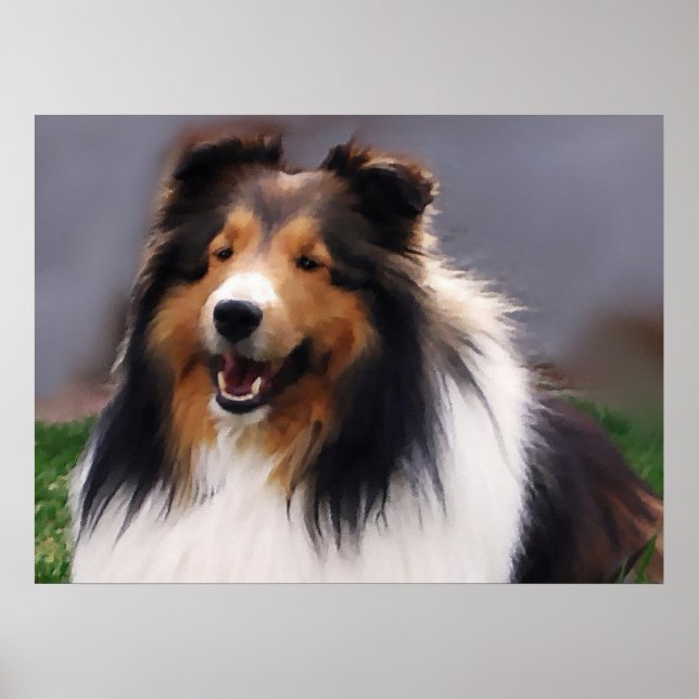 Póster Ofertas de arte Shetland Sheepdog (Frente)