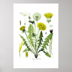 Póster Officinale do Taraxacum (dente-de-leão)