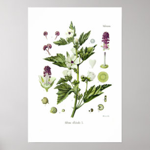 Póster Officinalis de Althaea