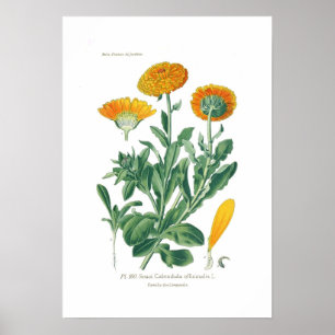 Póster Officinalis do Calendula (cravo-de-defunto de