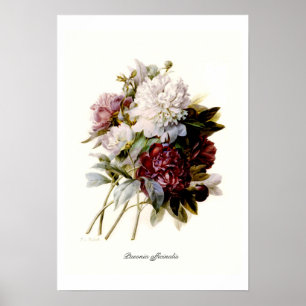 Poster Officinalis do Paeonia