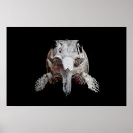 Poster Oftalmosaurus