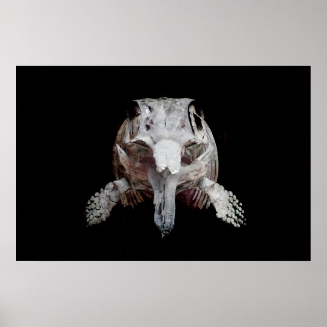 Poster Oftalmosaurus (Frente)