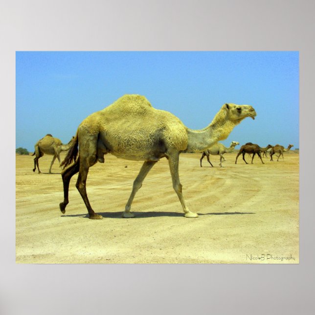 Poster Oh dia feliz - camelos no deserto (Frente)