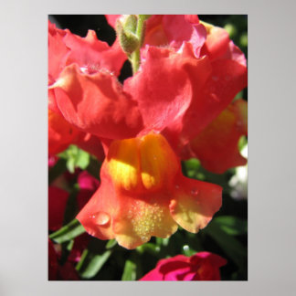 Poster Oh, Snap! Dragão