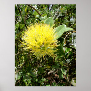 Póster Ohia amarelo Lehua