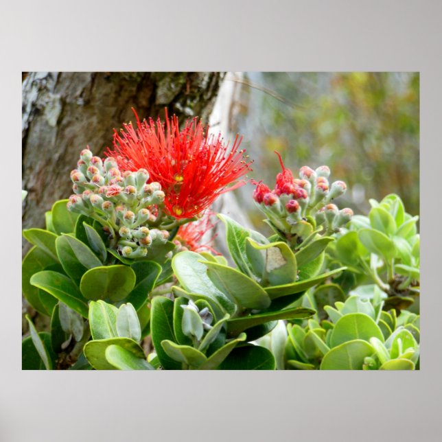Poster Ohia Lehua (Frente)