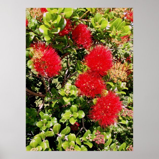 Poster Ohia Lehua (Frente)