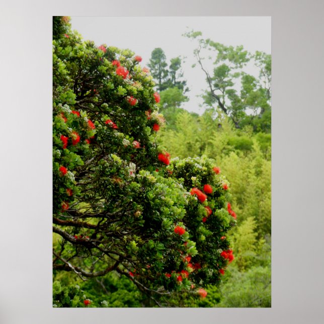 Poster Ohia Lehua (Frente)