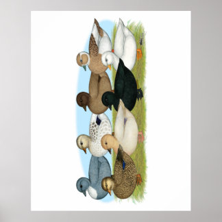 Póster Oito Patos de Chamada