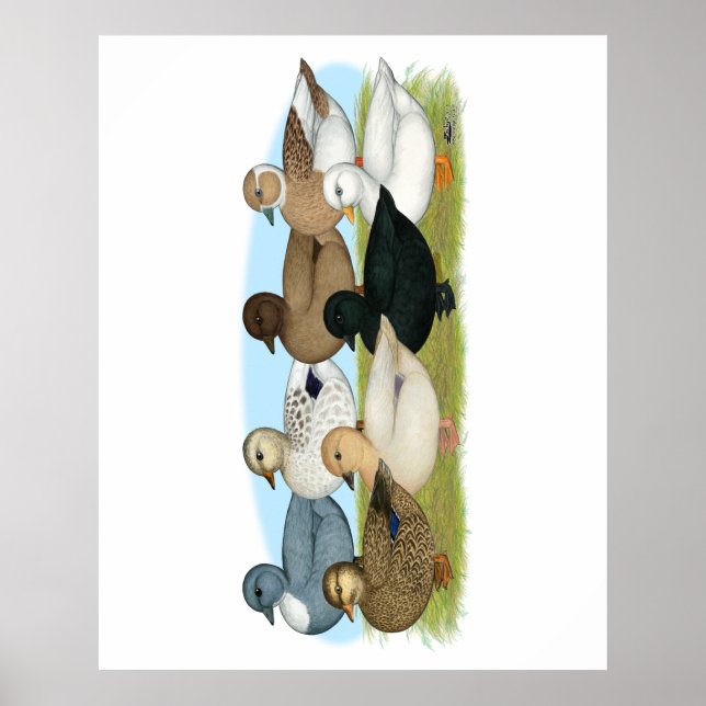 Póster Oito Patos de Chamada (Frente)