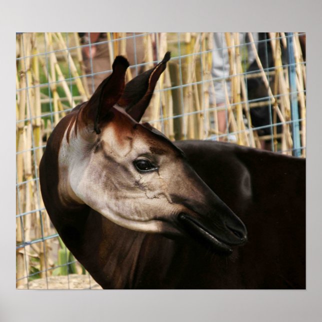 Póster Okapi (Frente)