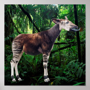 Poster Okapi