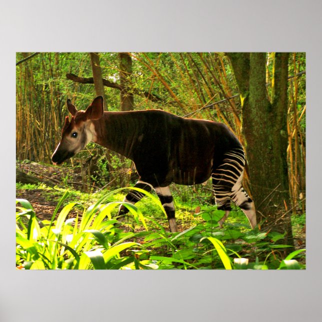 Póster Okapi africano (Frente)