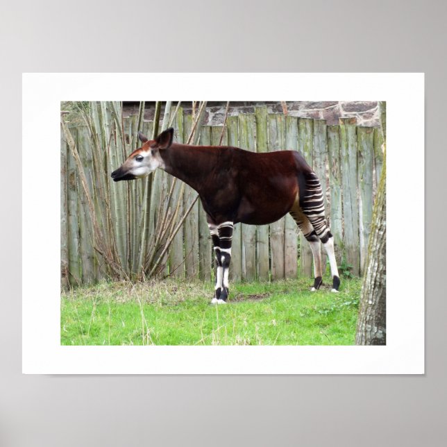 Poster Okapi parado por uma cerca (Frente)