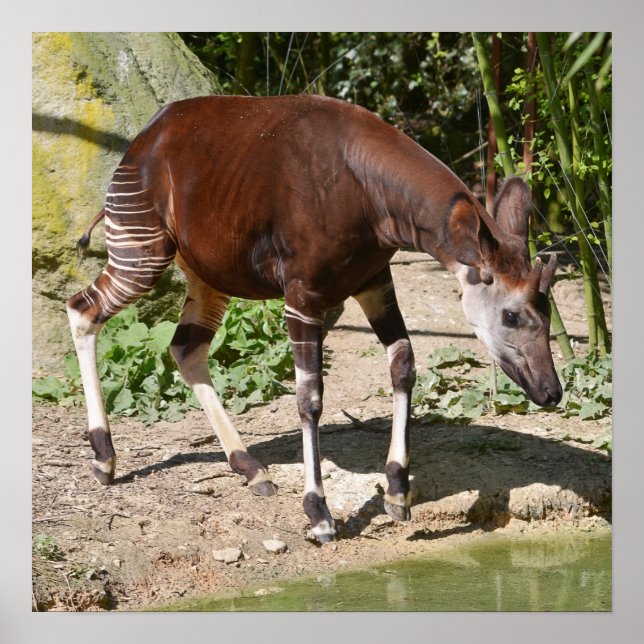 Póster Okapi perto da lagoa (Frente)