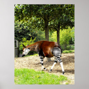 Póster Okapi que anda afastado