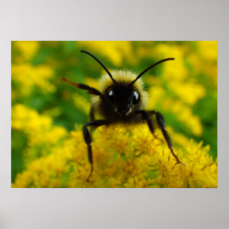 Poster Olá ao público