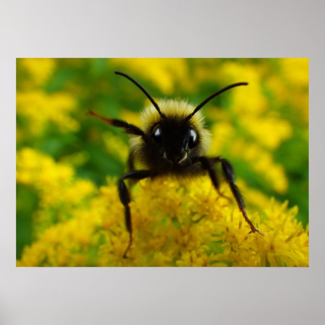 Poster Olá ao público (Frente)