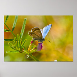 Póster Olá, Borboleta Azul Primavera, em Pea Everduradour