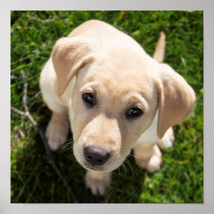 Poster Olá! (cachorro labrador amarelo)