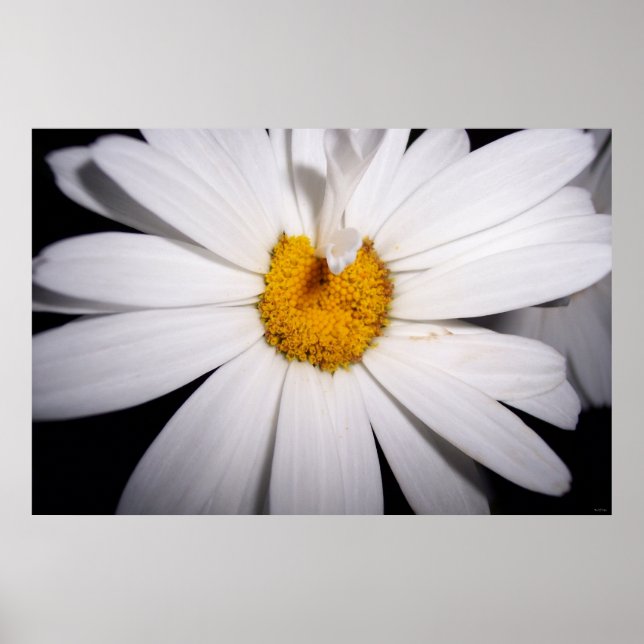 Póster Olá Daisy (Frente)