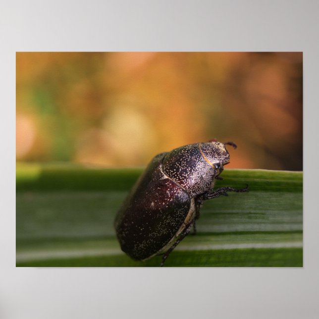 Poster Olá Mundo! (Frente)