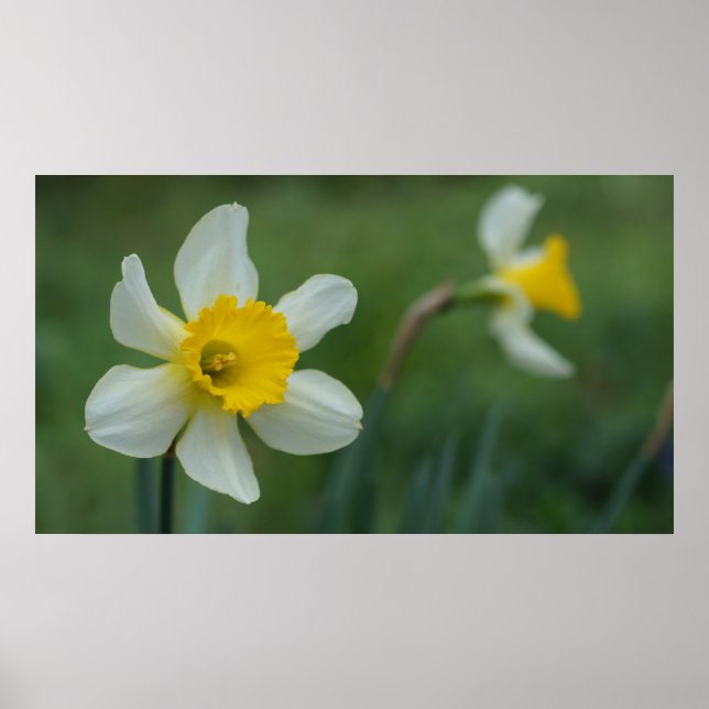 Poster Olá, Primavera! (Frente)