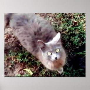 Póster Olá, Você Pode Me Ouvir?