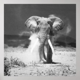 Póster Old elephant