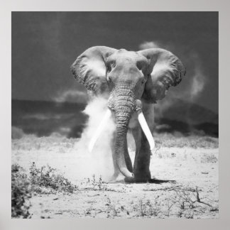 Póster Old elephant