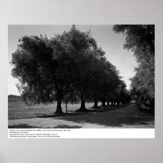 Póster Old Olive Trees, Universidade da Califórnia, Davis