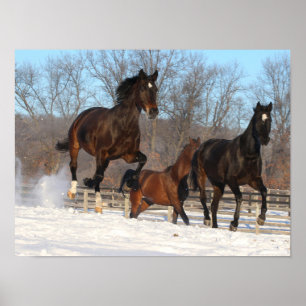 Poster Oldenburg e Hanoverian Mares na neve