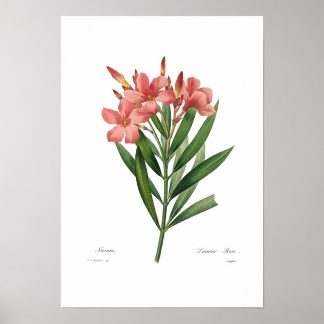 Poster Oleander (Frente)