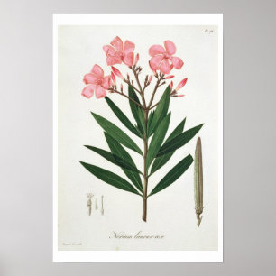 Póster Oleander de "Phytographie Medicale" pelo Ro de