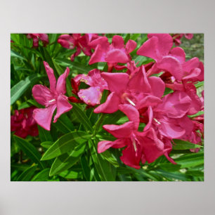 Poster Oleander (Nerium oleander) Blossomo