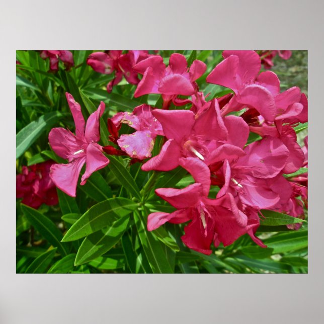 Poster Oleander (Nerium oleander) Blossomo (Frente)