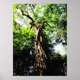 Poster Olhando acima a grande árvore na floresta - poste