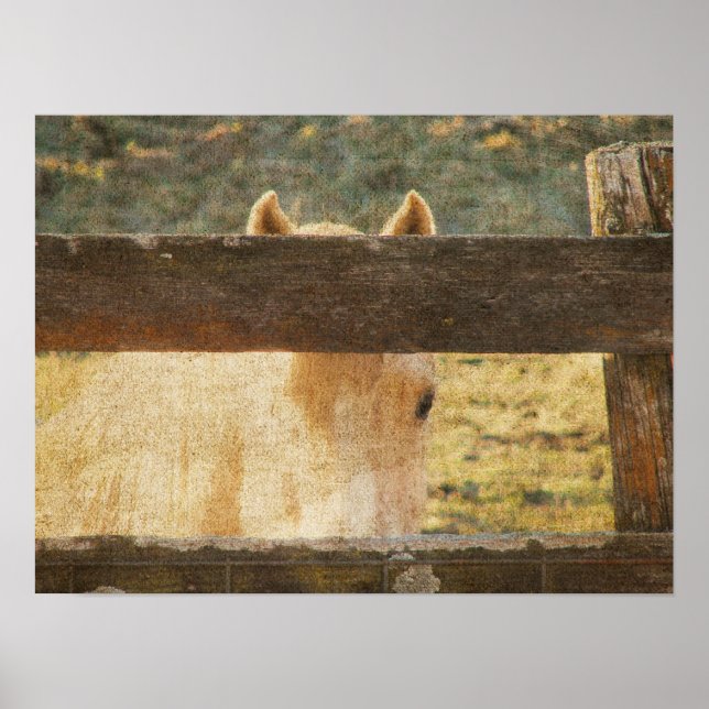 Póster Olhando através da cerca (Frente)