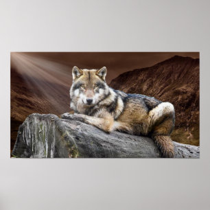 Poster Olhando o lobo